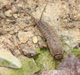 Silverfish (Ctenolepisma sp.)