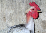 Galo // Domestic Fowl (Gallus gallus subsp. domesticus)
