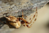 Aranha da famlia Araneidae // Spider (Araneus angulatus)