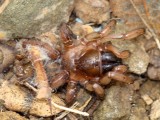 Aranha da famlia Nemesiidae // Spider (Nemesia sp.)