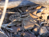 Aranha da famlia Lycosidae // Wolf Spider (Alopecosa sp.), female