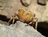 Aranha da famlia Araneidae // Spider (Araneus angulatus)