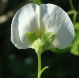 Flor da Ervilheira // Pea Flower (Pisum sativum)