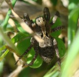 Aranha da famlia Lycosidae // Wolf Spider (Alopecosa sp.)