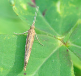 Borboleta Nocturna // Diamondback Moth (Plutella xylostella)