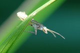 Borboleta Nocturna // Diamondback Moth (Plutella xylostella)