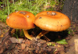 Cogumelos // Mushrooms (Pholiota highladensis)
