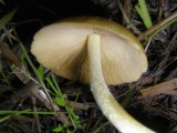 Cogumelo // Mushroom (Collybia sp.)