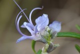 Flor do Alecrim // Rosemary (Rosmarinus officinalis)