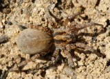 Aranha // Wolf Spider (Trochosa sp.)