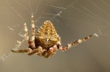 Aranha da famlia Araneidae // Spider (Araneus angulatus)