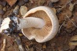 Cogumelo // Mushroom (Hebeloma sarcophyllum)