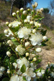 Murta // Common Myrtle (Myrtus communis)