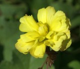 Azedas // Bermuda Buttercup (Oxalis pes-caprae), Double Mutation