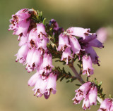 Urze-vermelha // Mediterranean-type Shrub (Erica australis)