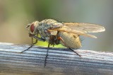 Mosca da famlia Muscidae // Face Fly (Helina reversio), female