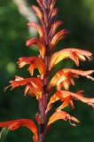 African Cornflag (Chasmanthe floribunda)