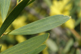 Accia-de-espigas // Sydney Golden Wattle (Acacia longifolia)