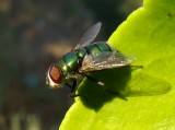 Mosca da famlia Calliphoridae // Hairy Maggot Blow Fly (Chrysomya albiceps)