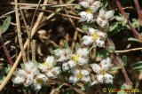 Erva-prata; Paronquia; Erva-dos-unheiros // Algerian Tea (Paronychia argentea)