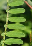 Planta // Plant (Astragalus sp.)