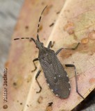 Percevejo // Bug (Dicranocephalus agilis)