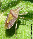 Percevejo // Sloe Bug (Dolycoris baccarum)