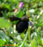 Abelho // Carpenter Bee (Xylocopa violacea)