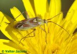 Percevejo // Bug (Calocoris roseomaculatus)