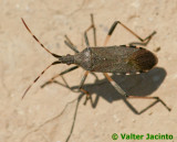 Percevejo // Bug (Dicranocephalus albipes)