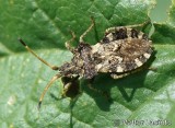 Percevejo // Bug (Centrocoris variegatus)