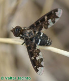 Mosca da famlia Bombyliidae // Bee Fly (Exoprosopa jacchus)