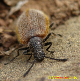 Escaravelho // Beetle (Lagria cf. grenieri)
