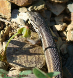 Lagartixa-do-mato // Algerian Psammodromus (Psammodromus algirus subsp. algirus)