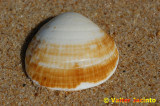 Castonhola // Bivalve Shell (Glycymeris insubrica)