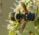 Vespa // Wasp (Euodynerus dantici), female