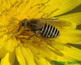 Mosca da famlia Bombyliidae // Bee Fly (Parageron incisus)