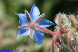 Borragem // Borage (Borago officinalis)