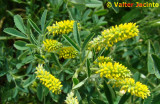 Anafe-menor; Trevo-de-cheiro // Indian Sweet-clover (Melilotus indicus)