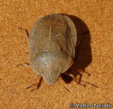 Percevejo // Shield Bug (Eurygaster austriaca)
