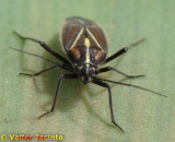 Percevejo // Bug (Horistus orientalis)
