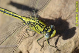 Libelinha // Western Clubtail (Gomphus pulchellus)