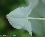 Azeda-das-paredes (Rumex induratus)