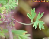Fumária; Erva-moleirinha // Common Fumitory (Fumaria officinalis)