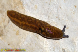 Lesma // Slug (Limacus flavus)