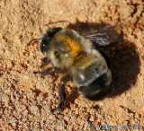 Abelha // Bee (Anthophora sp.), female