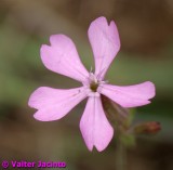 Flores do campo // Wildflowers (Silene psammitis)