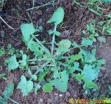 Serralha // Smooth Sow-thistle (Sonchus oleraceus)