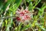 Trevo-estrelado // Star Clover (Trifolium stellatum)