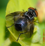 Mosca da famlia Tachinidae // Tachinid Fly (Phasia obesa)